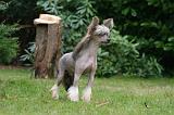 CHIEN NU CHINOIS 217